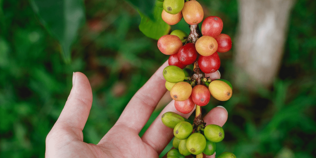 El fruto del café