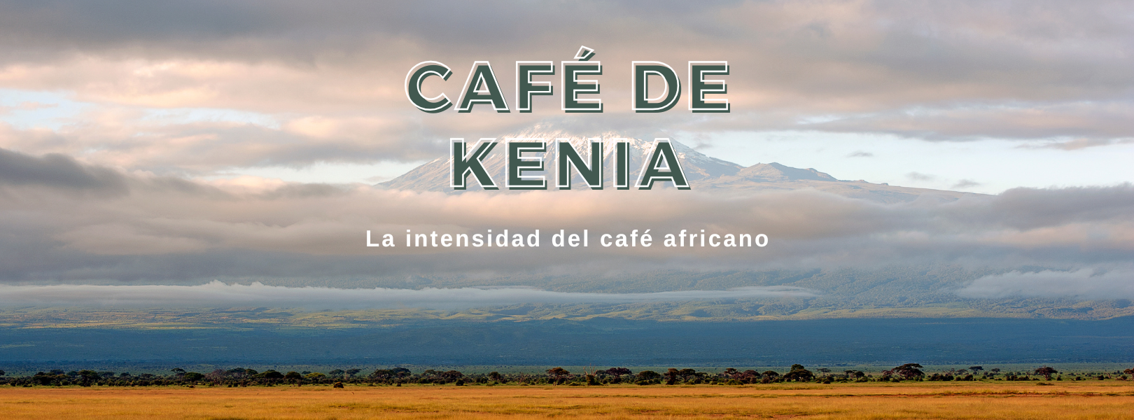 CAFÉ DE KENIA: INTENSIDAD, ALTITUD Y UNA ACIDEZ BRILLANTE QUE DEJA HUELLA